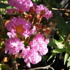 lagerstroemia