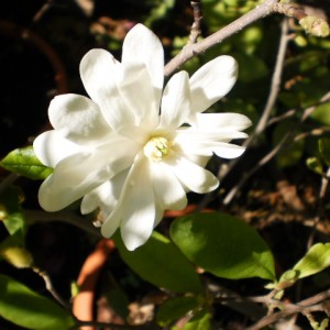 magnolia