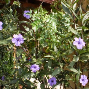 ruellia 3