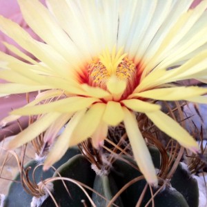 Astrophytum senile var. aureum