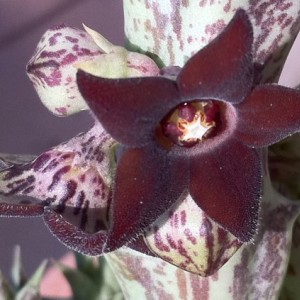 Caralluma hesperidum