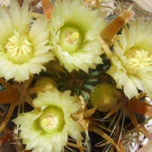 Ferocactus latispinus flavispinus, fiori 2