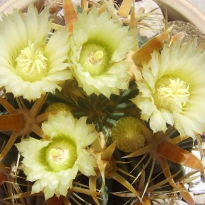 Ferocactus latispinus flavispinus, fiori