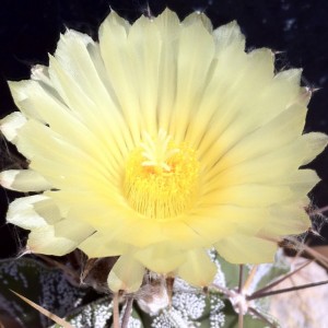 Astrophytum ornatum