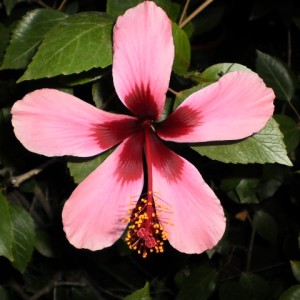 h. rosa sinensis
