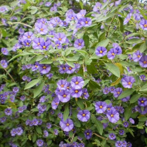 solanum jasm