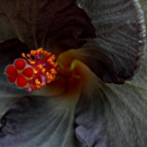 hibiscus rosa sinensis