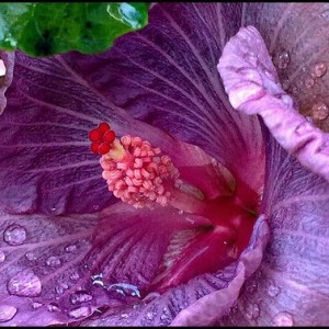 hibiscus rosa sinensis