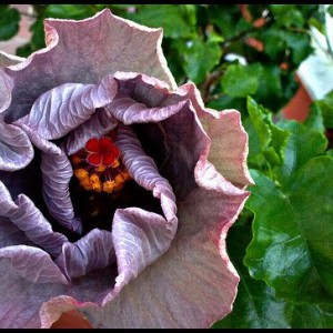 hibiscus rosa sinensis