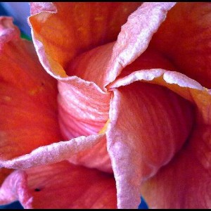 hibiscus rosa sinensis