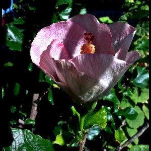 hibiscus rosa sinensis