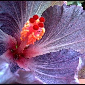 hibiscus rosa sinensis