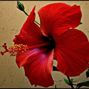 hibiscus rosa sinensis