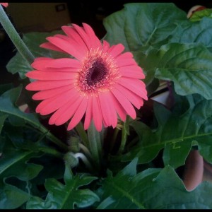 gerbera