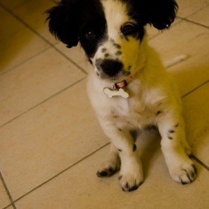 che orecchie!