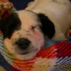 musetta!