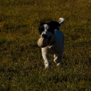 il suo grande amore, la pallina!