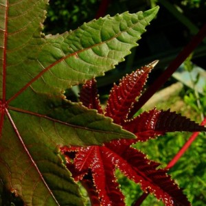 le foglie della pianta di ricino.