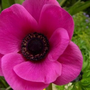 anemone.