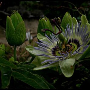 passiflora