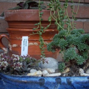 Crassula-capitella

Sedum-multiceps