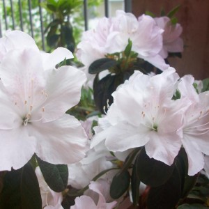 primo piano azalea