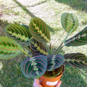 maranta leuconeura fascinator