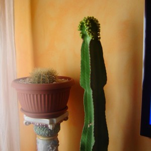 le mie amiche del cuore
cactus e cuscino della suocera