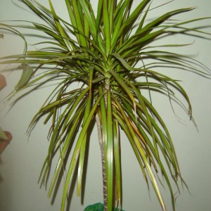 le mie amiche del cuore 002
dracena emarginata