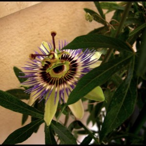 passiflora caerulea