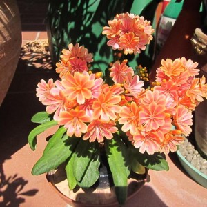 2011 - Lewisia