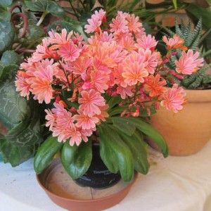 2011 - Lewisia