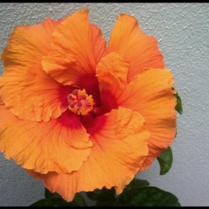 hibiscus rosa sinensis