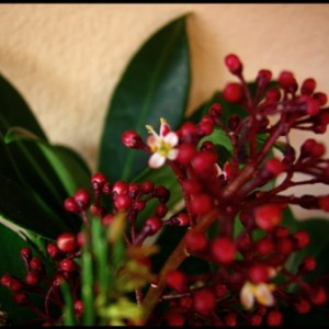 skimmia japonica