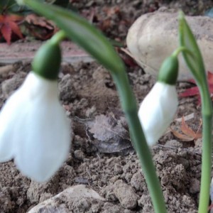 DSC01793
Galanthus