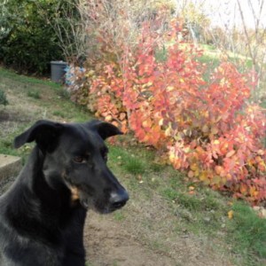 DSC01854
Lucky con il Cotinus in fondo