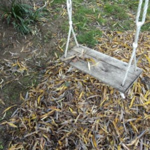 DSC01909
Le feuilles mortes