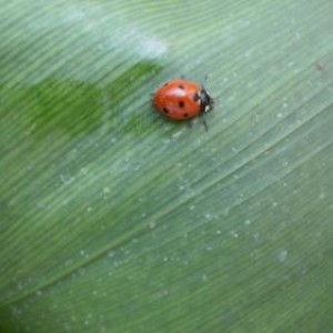 coccinella