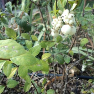 Symphoricarpos albus