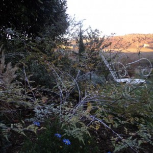 Rubus Tibetanus