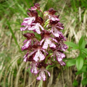 orchidea selvatica dell'appennino modenese
