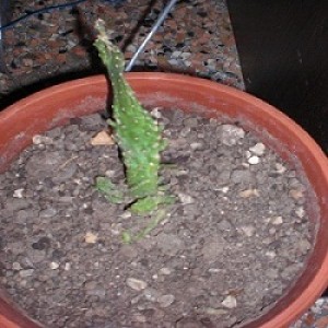altro cactus