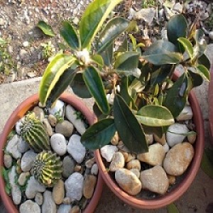 cactus e altra