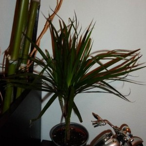 2011 12 Dracena Marginata