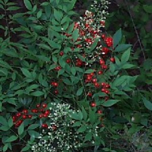 nandina fiori[1]