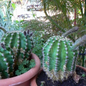 disponibile echinopsis (fiore biancorosa pallido)