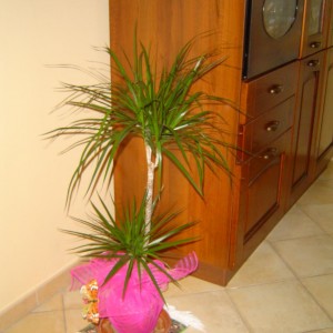 Dracena