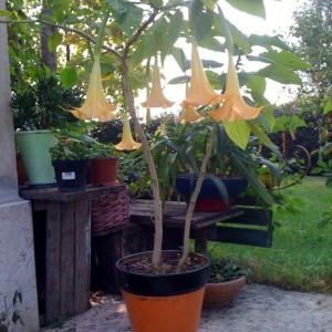 brugmansia