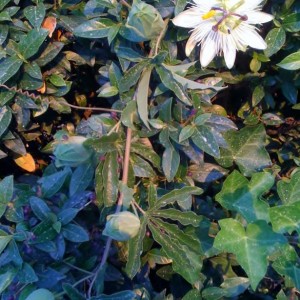 passiflora alba