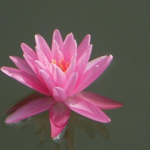 DSCN0965